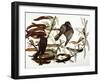 Audubon: Crow-John James Audubon-Framed Giclee Print