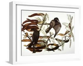 Audubon: Crow-John James Audubon-Framed Giclee Print