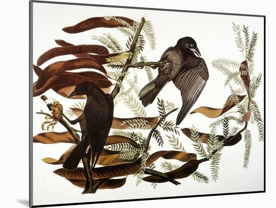 Audubon: Crow-John James Audubon-Mounted Giclee Print