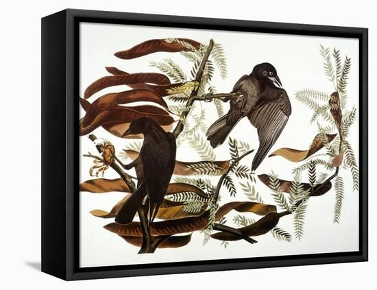 Audubon: Crow-John James Audubon-Framed Stretched Canvas