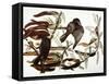 Audubon: Crow-John James Audubon-Framed Stretched Canvas