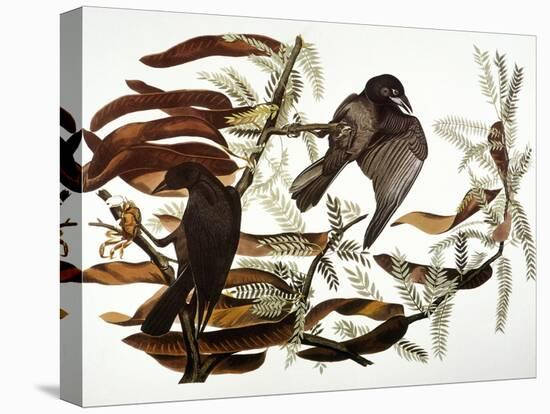 Audubon: Crow-John James Audubon-Stretched Canvas