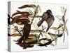 Audubon: Crow-John James Audubon-Stretched Canvas