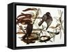 Audubon: Crow-John James Audubon-Framed Stretched Canvas