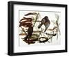 Audubon: Crow-John James Audubon-Framed Giclee Print