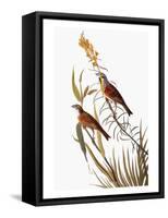 Audubon: Dickcissel-John James Audubon-Framed Stretched Canvas