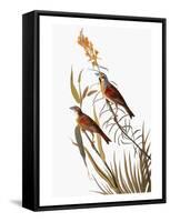 Audubon: Dickcissel-John James Audubon-Framed Stretched Canvas