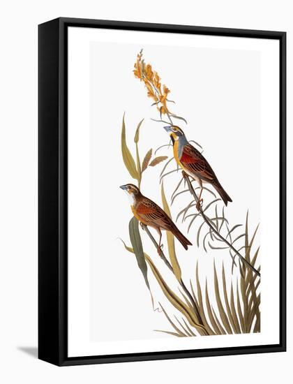 Audubon: Dickcissel-John James Audubon-Framed Stretched Canvas