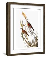 Audubon: Dickcissel-John James Audubon-Framed Giclee Print