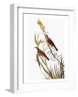 Audubon: Dickcissel-John James Audubon-Framed Giclee Print