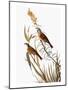 Audubon: Dickcissel-John James Audubon-Mounted Giclee Print