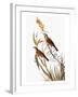 Audubon: Dickcissel-John James Audubon-Framed Giclee Print