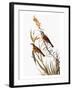 Audubon: Dickcissel-John James Audubon-Framed Giclee Print