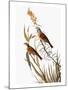 Audubon: Dickcissel-John James Audubon-Mounted Giclee Print