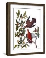 Audubon: Dove, 1827-38-John James Audubon-Framed Giclee Print