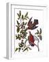 Audubon: Dove, 1827-38-John James Audubon-Framed Giclee Print