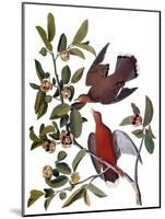 Audubon: Dove, 1827-38-John James Audubon-Mounted Giclee Print