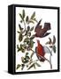 Audubon: Dove, 1827-38-John James Audubon-Framed Stretched Canvas