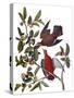 Audubon: Dove, 1827-38-John James Audubon-Stretched Canvas