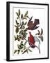 Audubon: Dove, 1827-38-John James Audubon-Framed Giclee Print