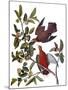 Audubon: Dove, 1827-38-John James Audubon-Mounted Giclee Print