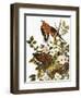 Audubon: Dove-John James Audubon-Framed Giclee Print