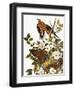 Audubon: Dove-John James Audubon-Framed Giclee Print