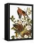 Audubon: Dove-John James Audubon-Framed Stretched Canvas
