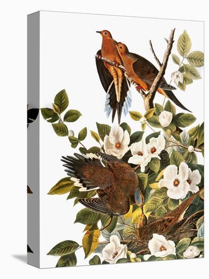 Audubon: Dove-John James Audubon-Stretched Canvas