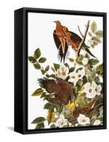 Audubon: Dove-John James Audubon-Framed Stretched Canvas