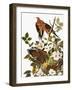 Audubon: Dove-John James Audubon-Framed Giclee Print