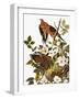 Audubon: Dove-John James Audubon-Framed Giclee Print