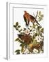 Audubon: Dove-John James Audubon-Framed Giclee Print