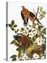 Audubon: Dove-John James Audubon-Stretched Canvas