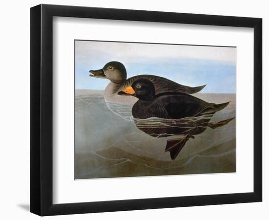 Audubon: Duck, 1827-John James Audubon-Framed Giclee Print