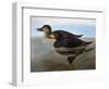 Audubon: Duck, 1827-John James Audubon-Framed Giclee Print