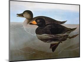 Audubon: Duck, 1827-John James Audubon-Mounted Giclee Print