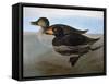 Audubon: Duck, 1827-John James Audubon-Framed Stretched Canvas