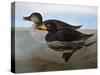 Audubon: Duck, 1827-John James Audubon-Stretched Canvas