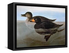 Audubon: Duck, 1827-John James Audubon-Framed Stretched Canvas