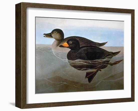 Audubon: Duck, 1827-John James Audubon-Framed Giclee Print