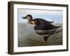 Audubon: Duck, 1827-John James Audubon-Framed Giclee Print