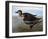 Audubon: Duck, 1827-John James Audubon-Framed Giclee Print