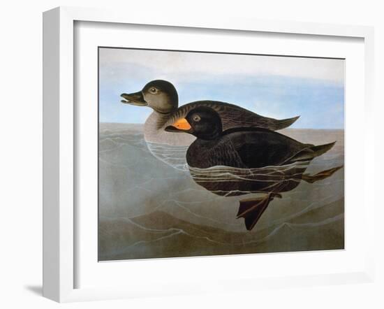 Audubon: Duck, 1827-John James Audubon-Framed Giclee Print