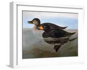 Audubon: Duck, 1827-John James Audubon-Framed Giclee Print