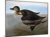 Audubon: Duck, 1827-John James Audubon-Mounted Giclee Print