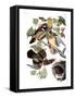 Audubon: Duck-John James Audubon-Framed Stretched Canvas