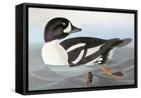 Audubon: Duck-John James Audubon-Framed Stretched Canvas