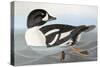 Audubon: Duck-John James Audubon-Stretched Canvas