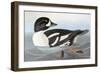 Audubon: Duck-John James Audubon-Framed Giclee Print